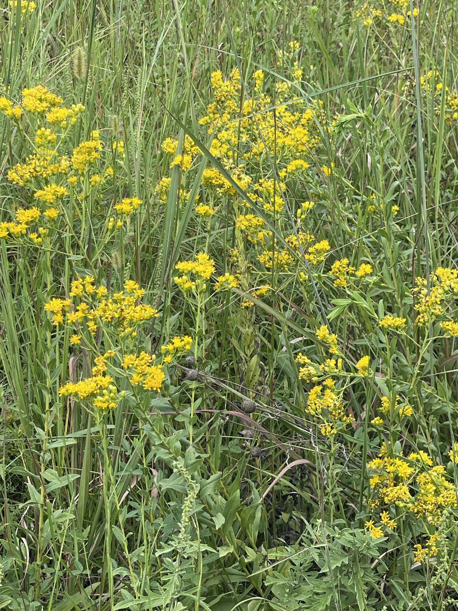 Слика од Solidago rigida subsp. glabrata (Braun) S. B. Heard & J. C. Semple