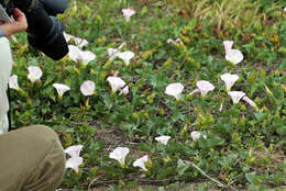 Image of island false bindweed