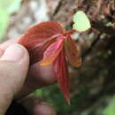 Image of Begonia guaduensis Kunth
