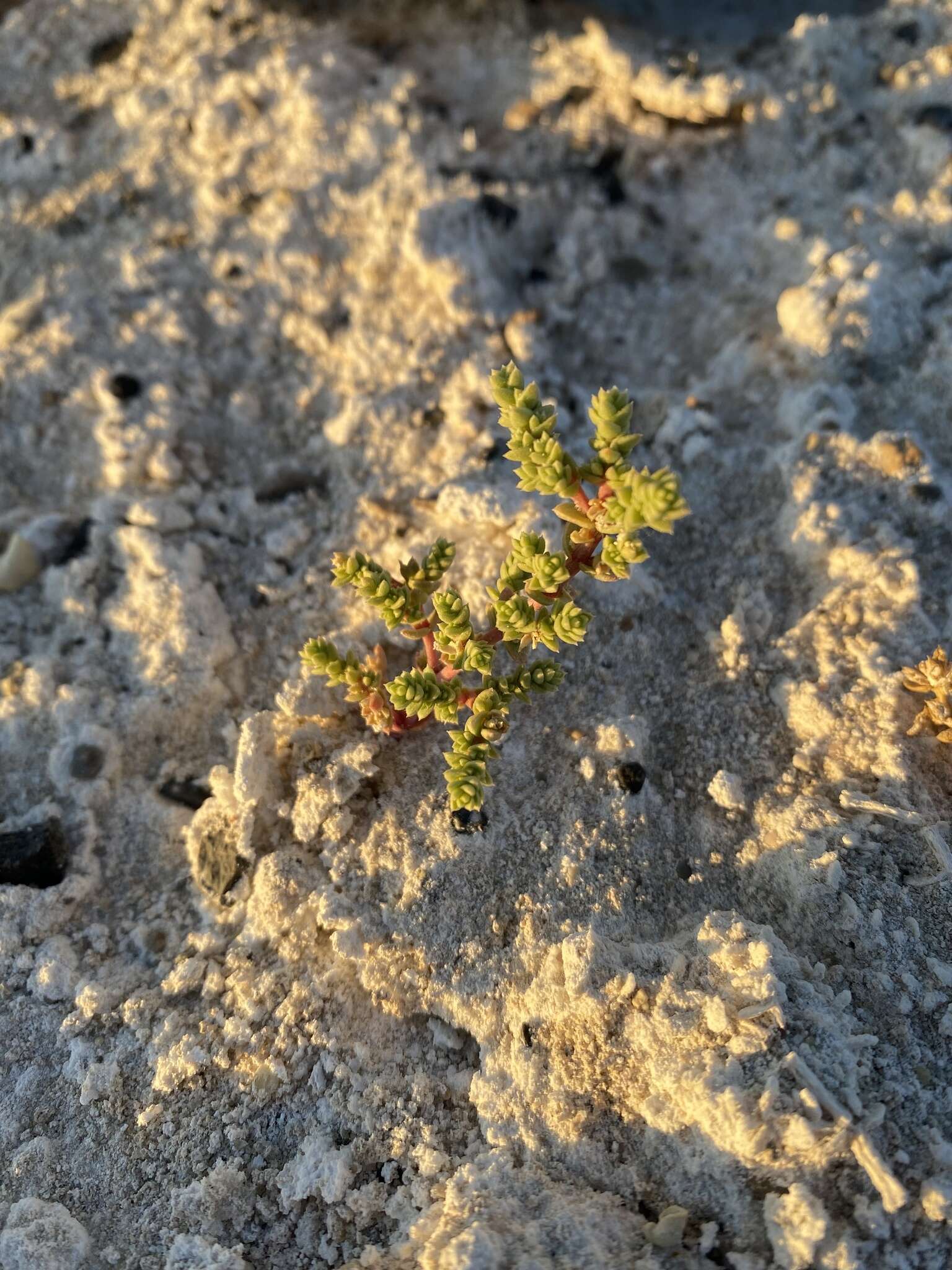 Image of Amargosa niterwort