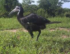 Image of Abyssinian Ground Hornbill