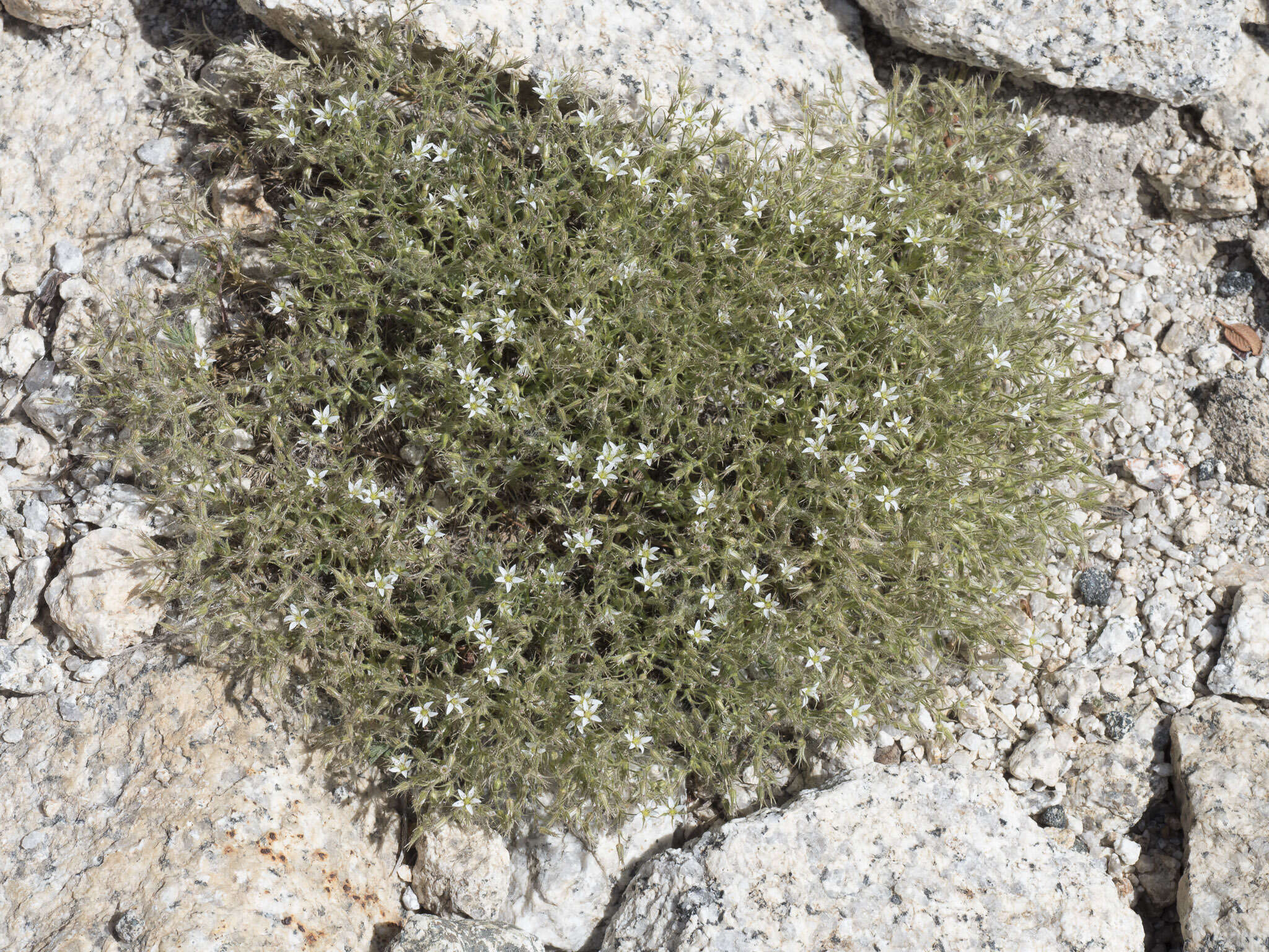 Image of brittle sandwort