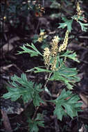 Image of Grevillea ramosissima Meissn.