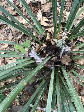 Image of curve-leaf yucca