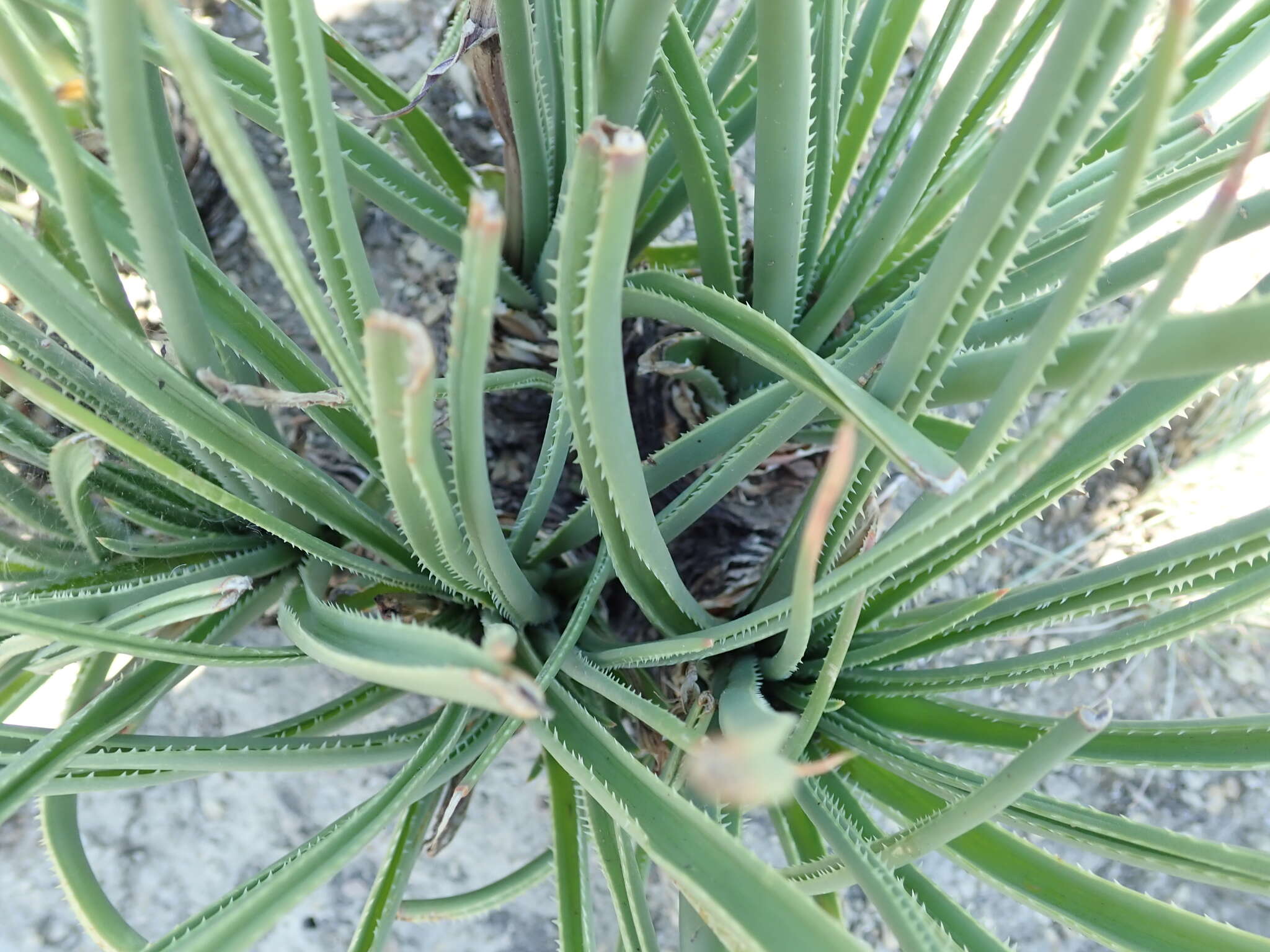 Image of Aloe dominella Reynolds