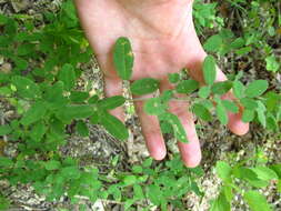 Image de Lespedeza procumbens Michx.