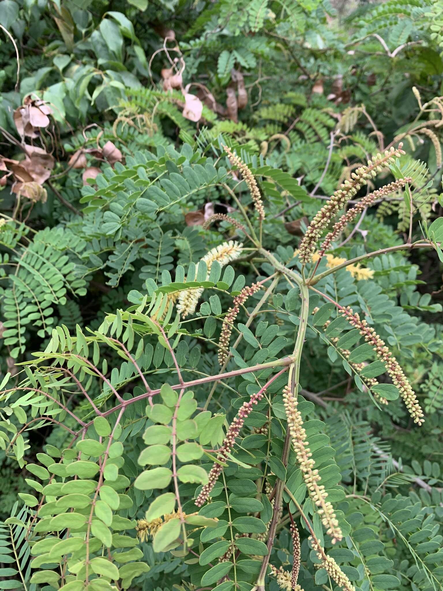 Adenopodia spicata (E. Mey.) C. Presl的圖片