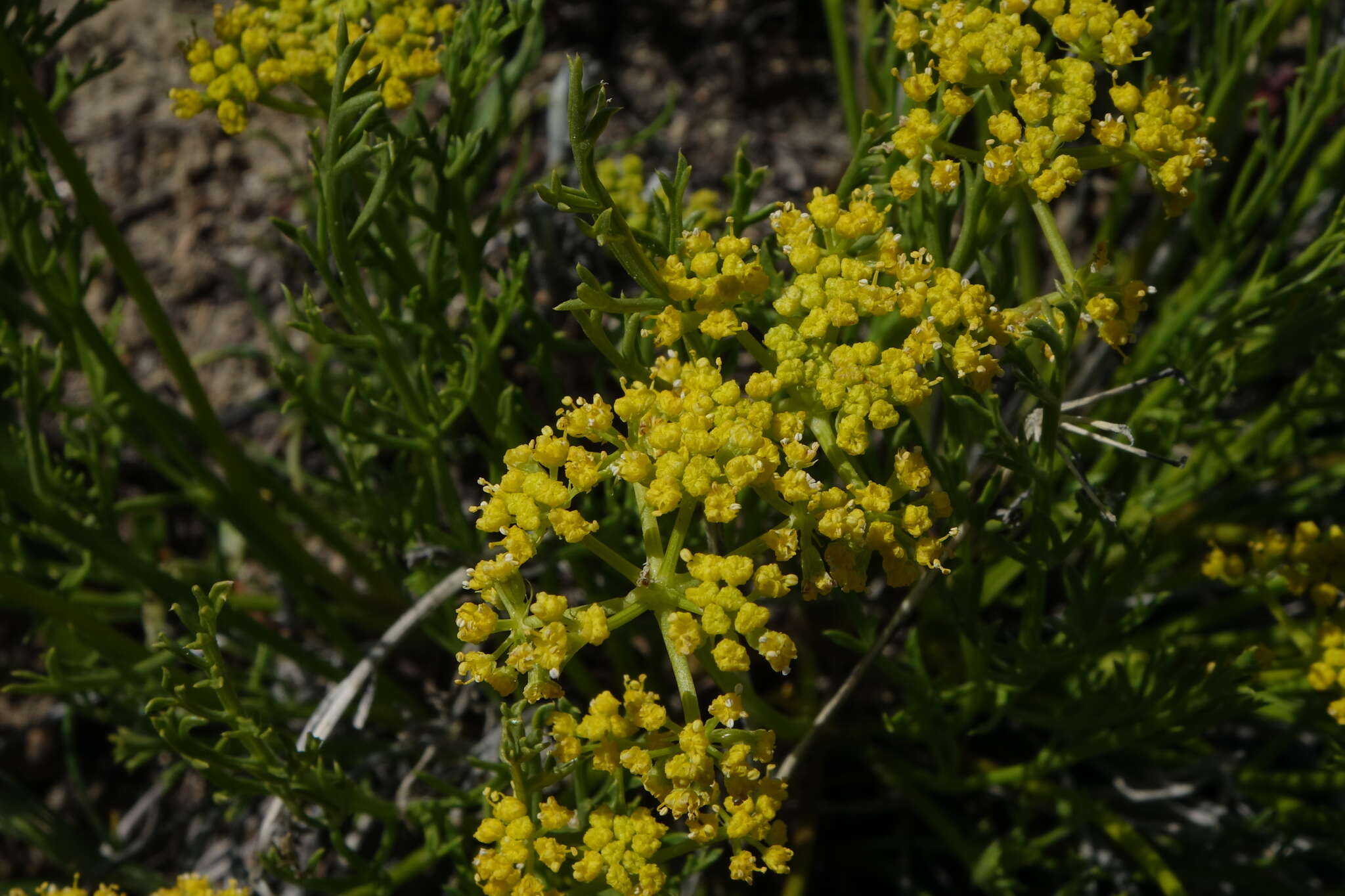 Imagem de Lomatium nuttallii (A. Gray) Macbr.