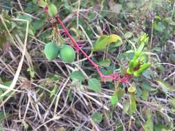 Image of Passiflora viridiflora Cav.