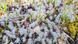 Image of Plantago bellardii All.