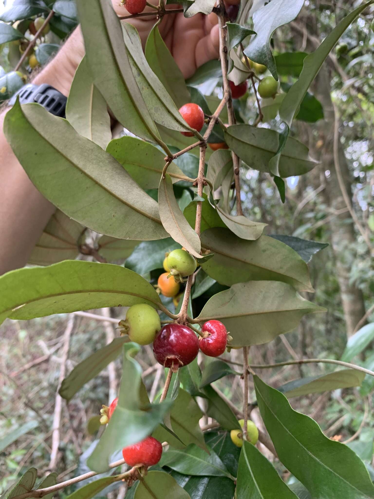 Imagem de Eugenia pisiformis Cambess.