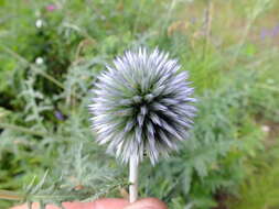 Echinops tataricus的圖片