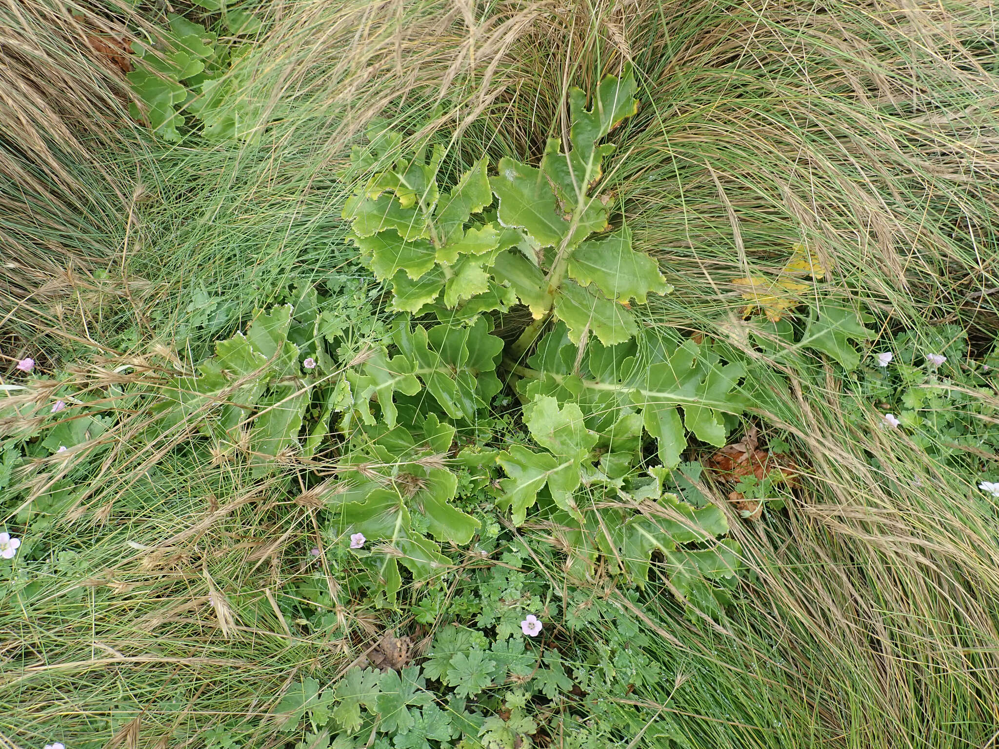 Image of Sonchus grandifolius T. Kirk