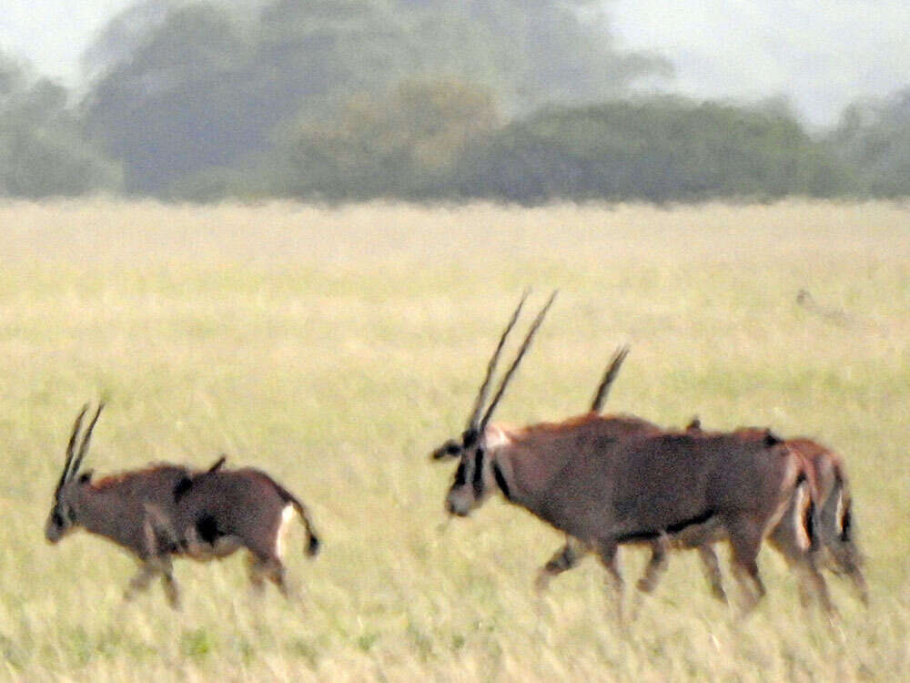 Image of Fringe-eared oryx