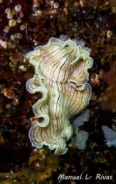 Image of candy striped flatworm