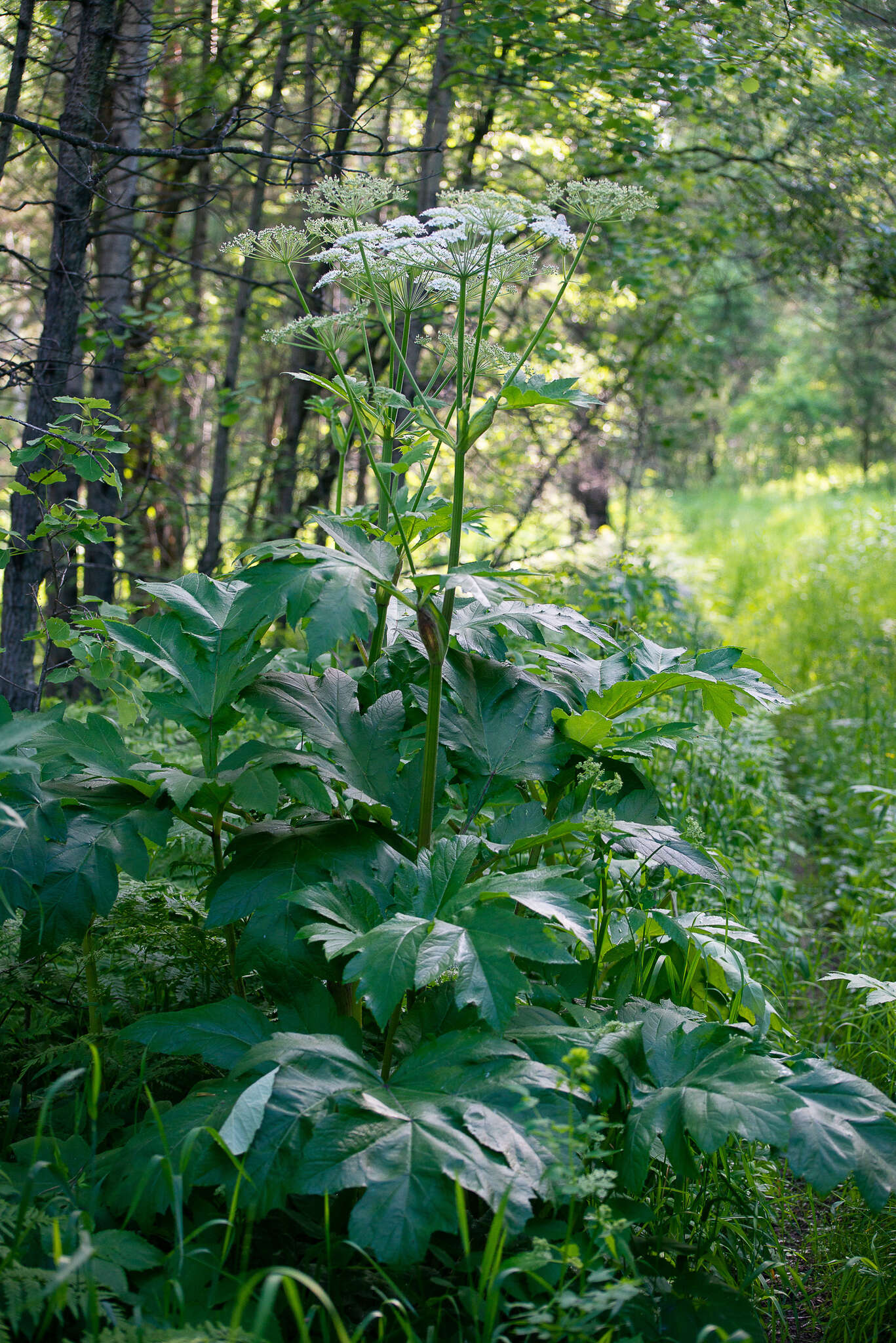 Image of Heracleum dissectum Ledeb.