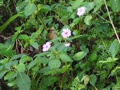 Image of Broad-petaled Balsam