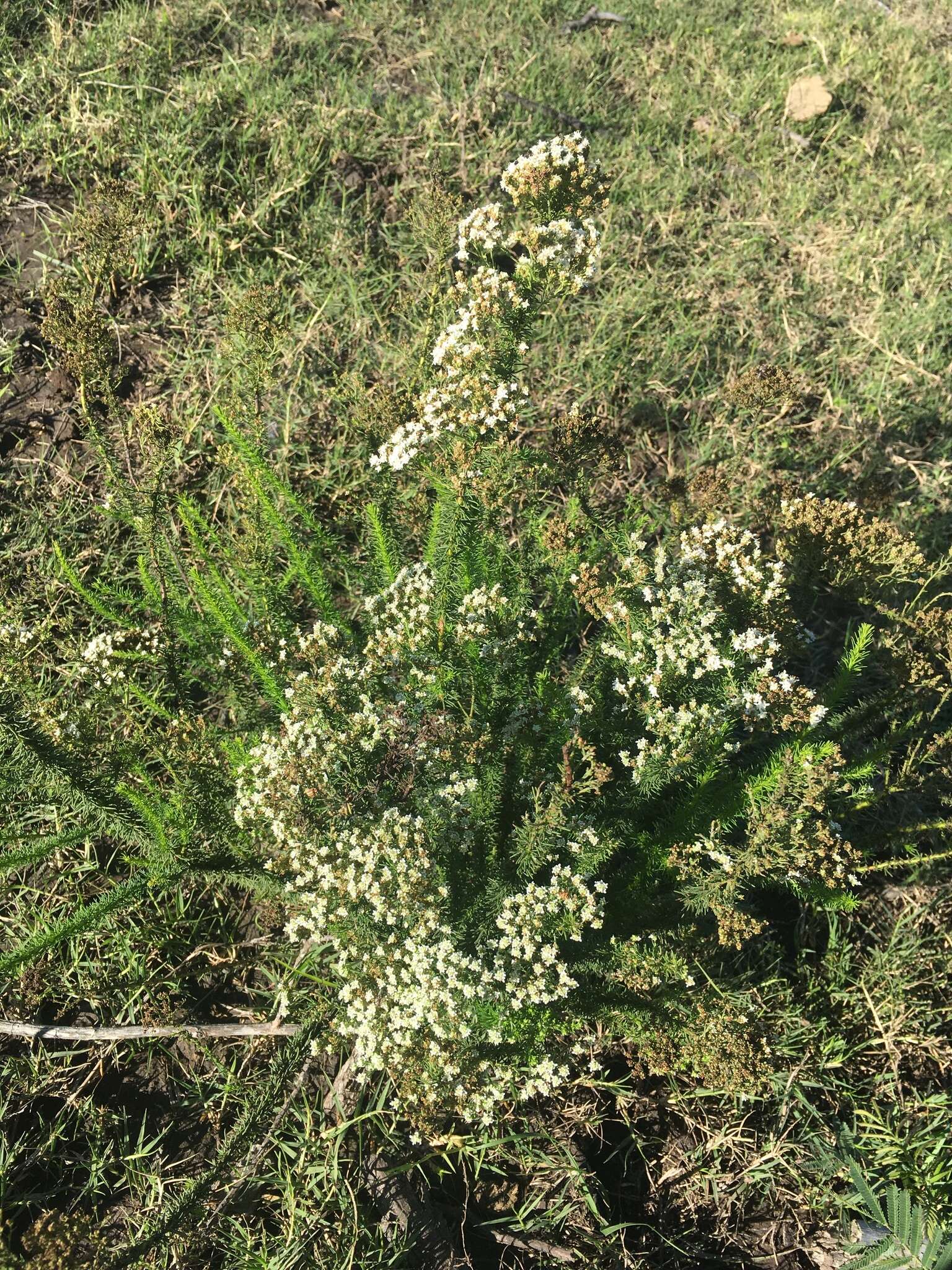 Image of Selago glomerata Thunb.