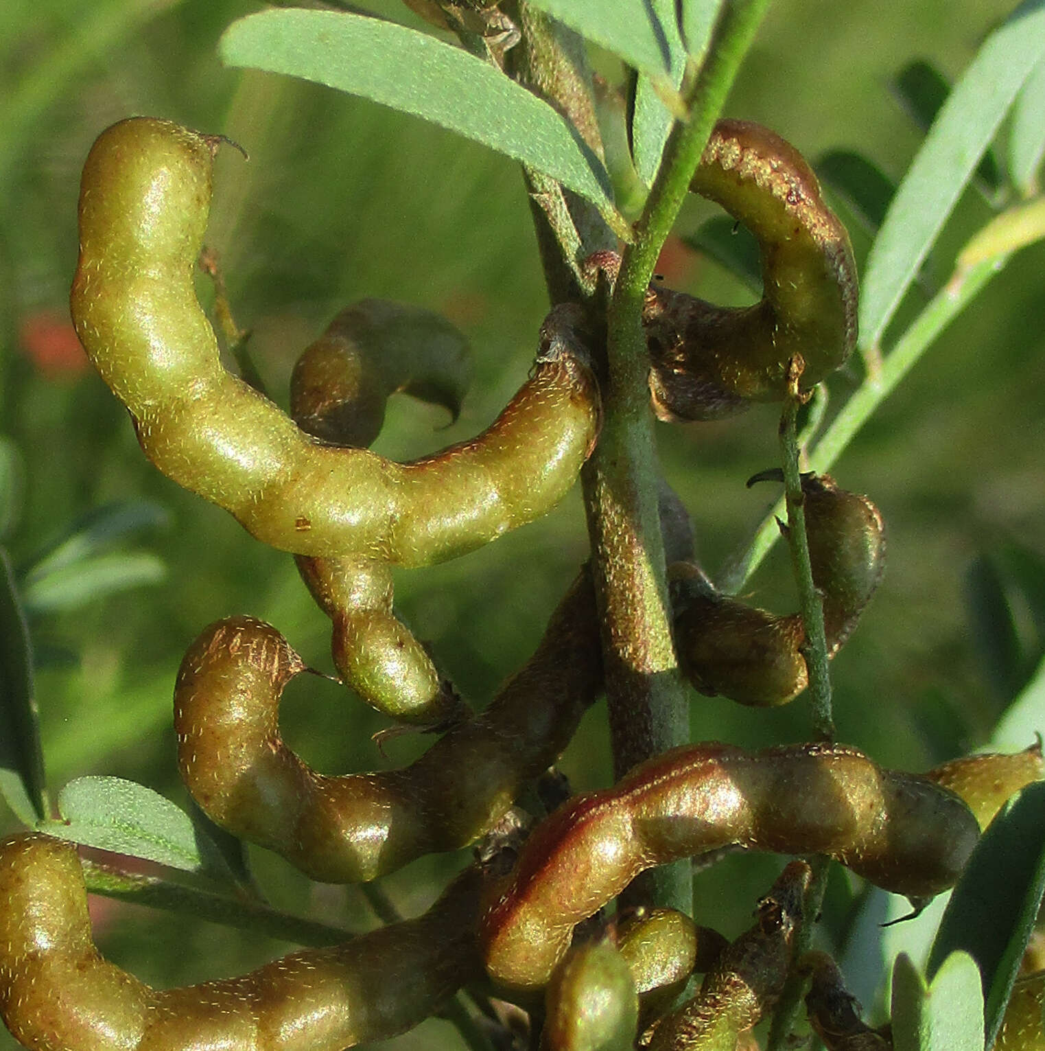 Image of Indigofera cryptantha subsp. cryptantha