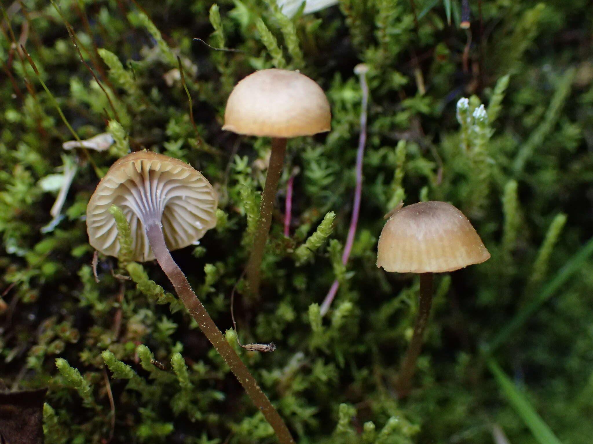 Image of Rickenella swartzii (Fr.) Kuyper 1984