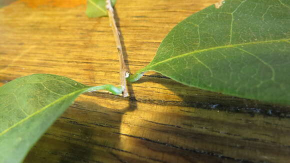 Image of Cleistanthus cunninghamii (Müll. Arg.) Müll. Arg.