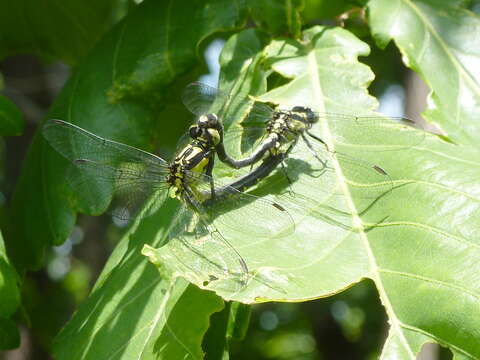 صورة Trigomphus citimus (Needham 1931)