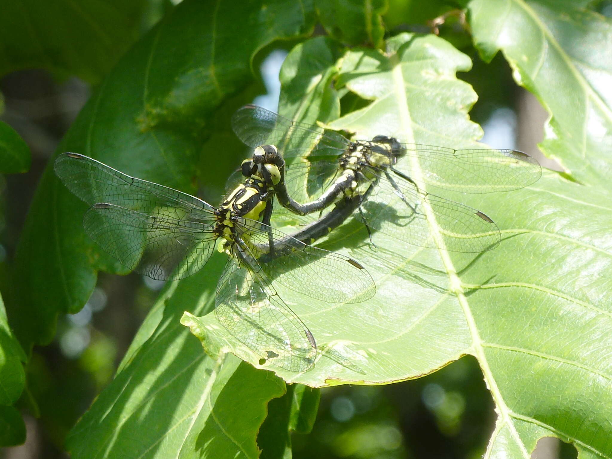 Image of Trigomphus citimus (Needham 1931)