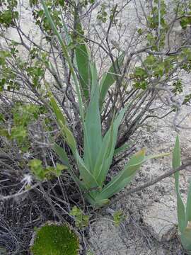 Image de Hemiphylacus hintoniorum L. Hern.