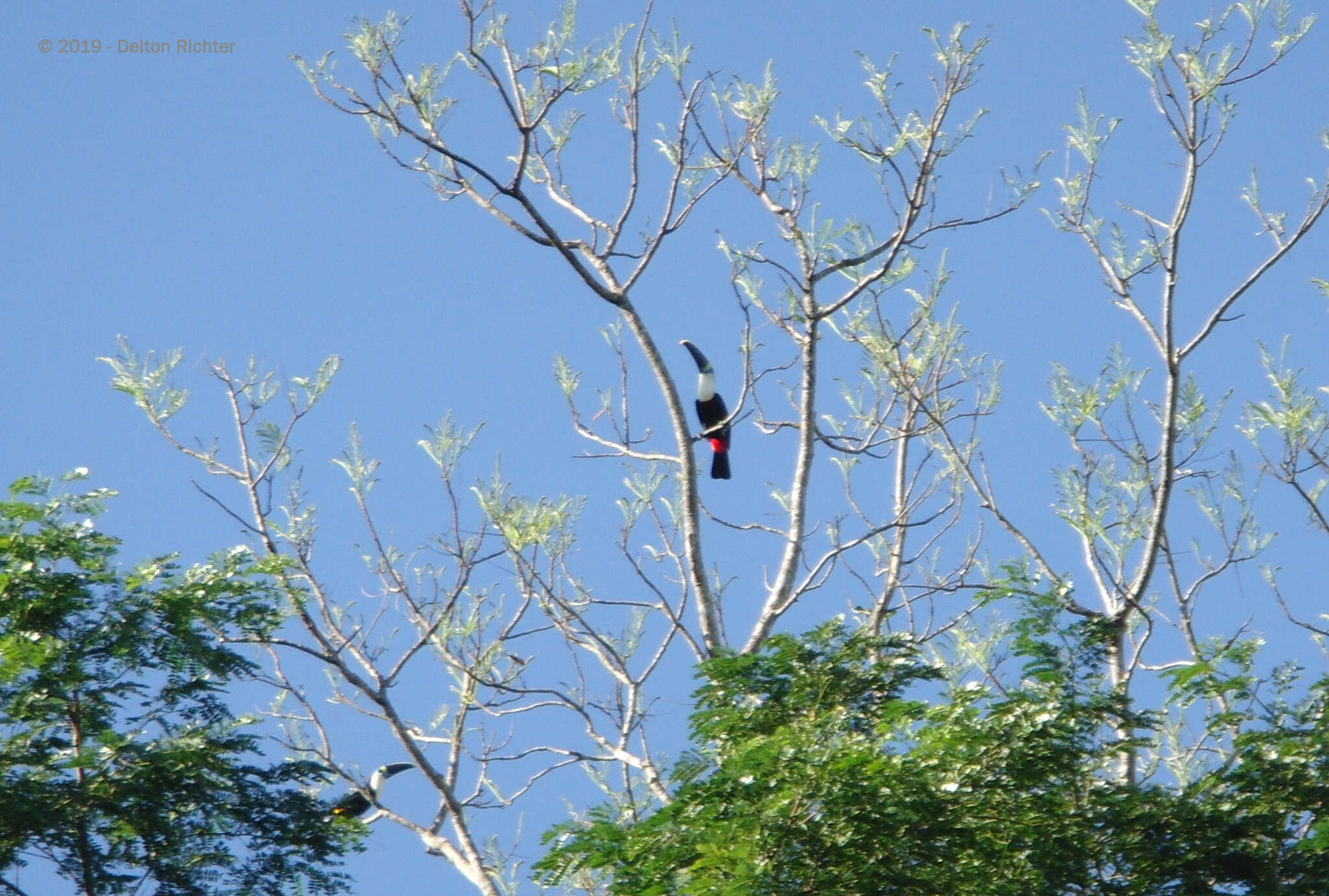 Image of Ramphastos tucanus cuvieri Wagler 1827