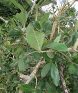 Image of Hairy-leaved monkey-orange