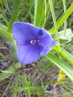 Image of Tharp's spiderwort