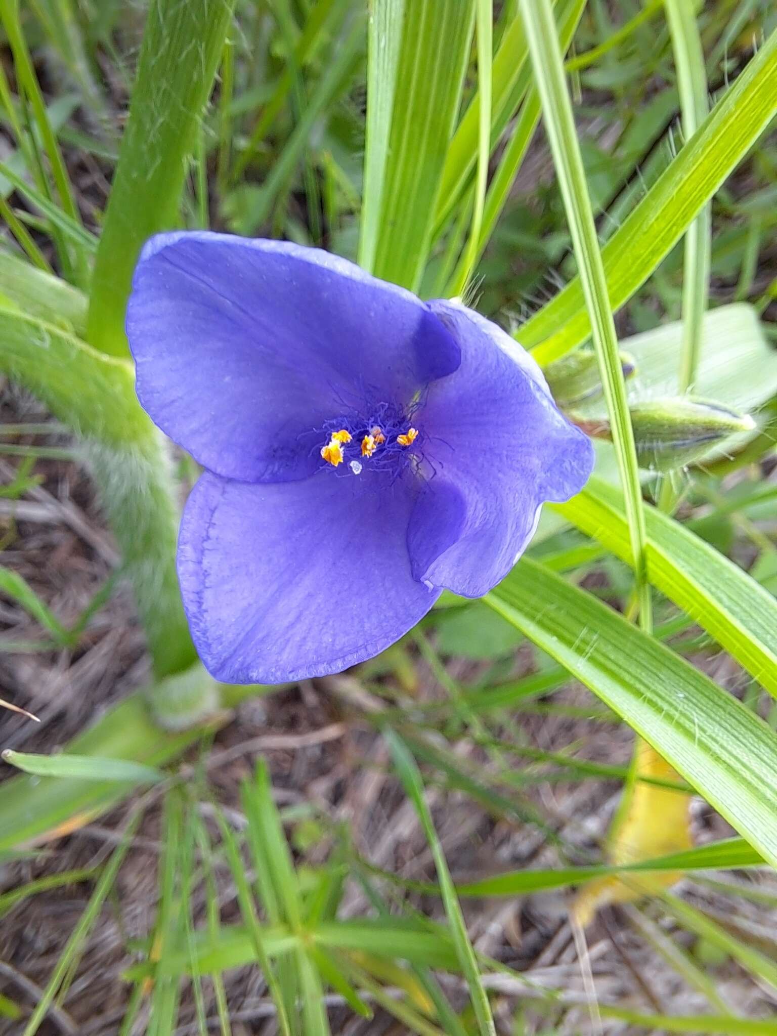 Image of Tharp's spiderwort