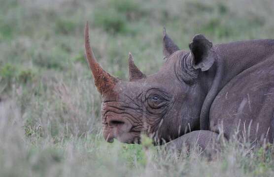 صورة Diceros bicornis michaeli Zukowsky 1965