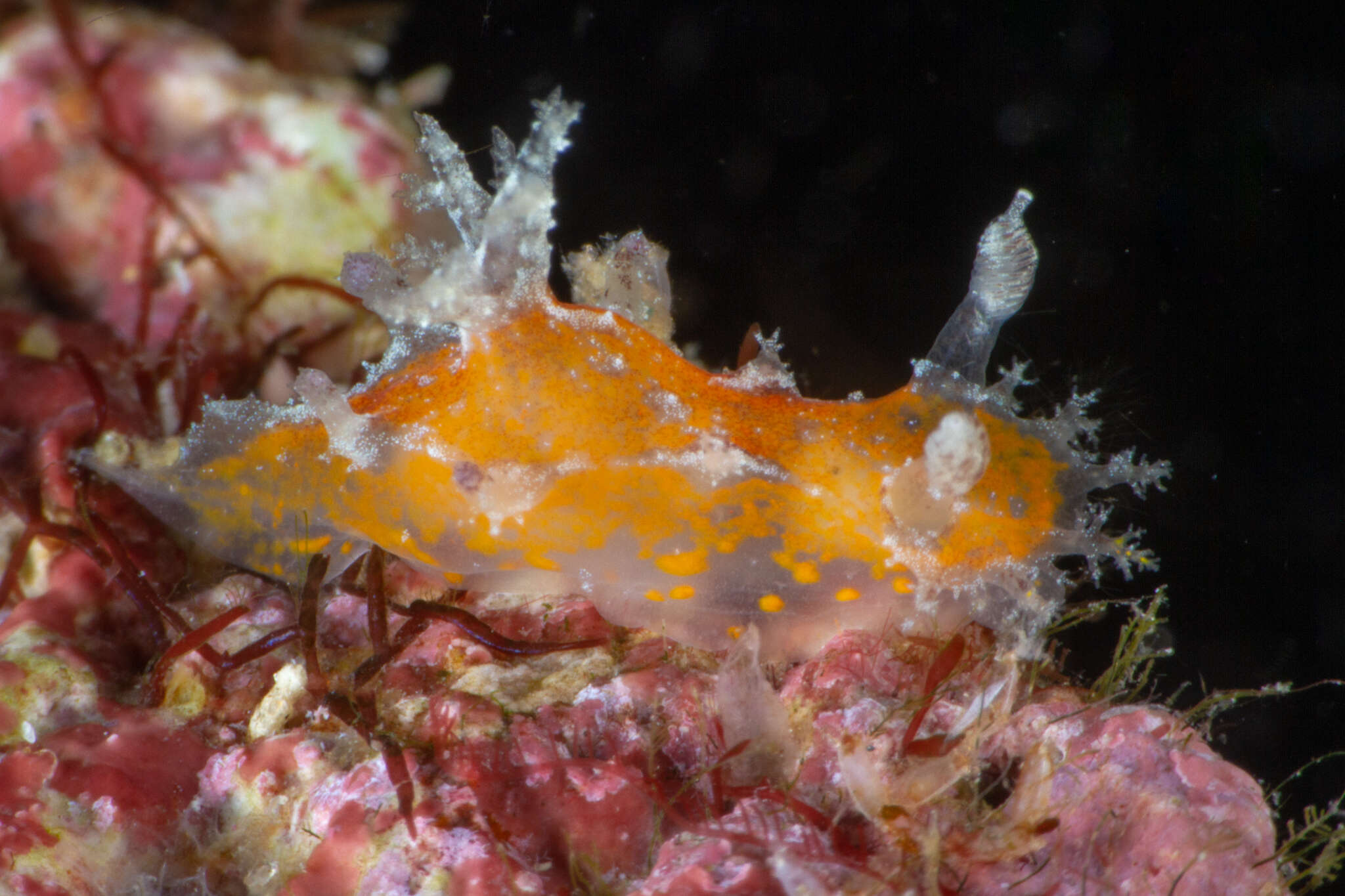 Image of Plocamopherus pecoso Vallès & Gosliner 2006