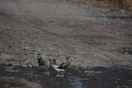 Image of White-shouldered Starling