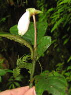 Imagem de Gasteranthus delphinioides (Seem.) Wiehler