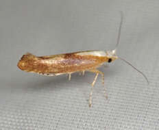 Imagem de Argyresthia albistria Haworth 1828