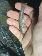 Image of Top minnow