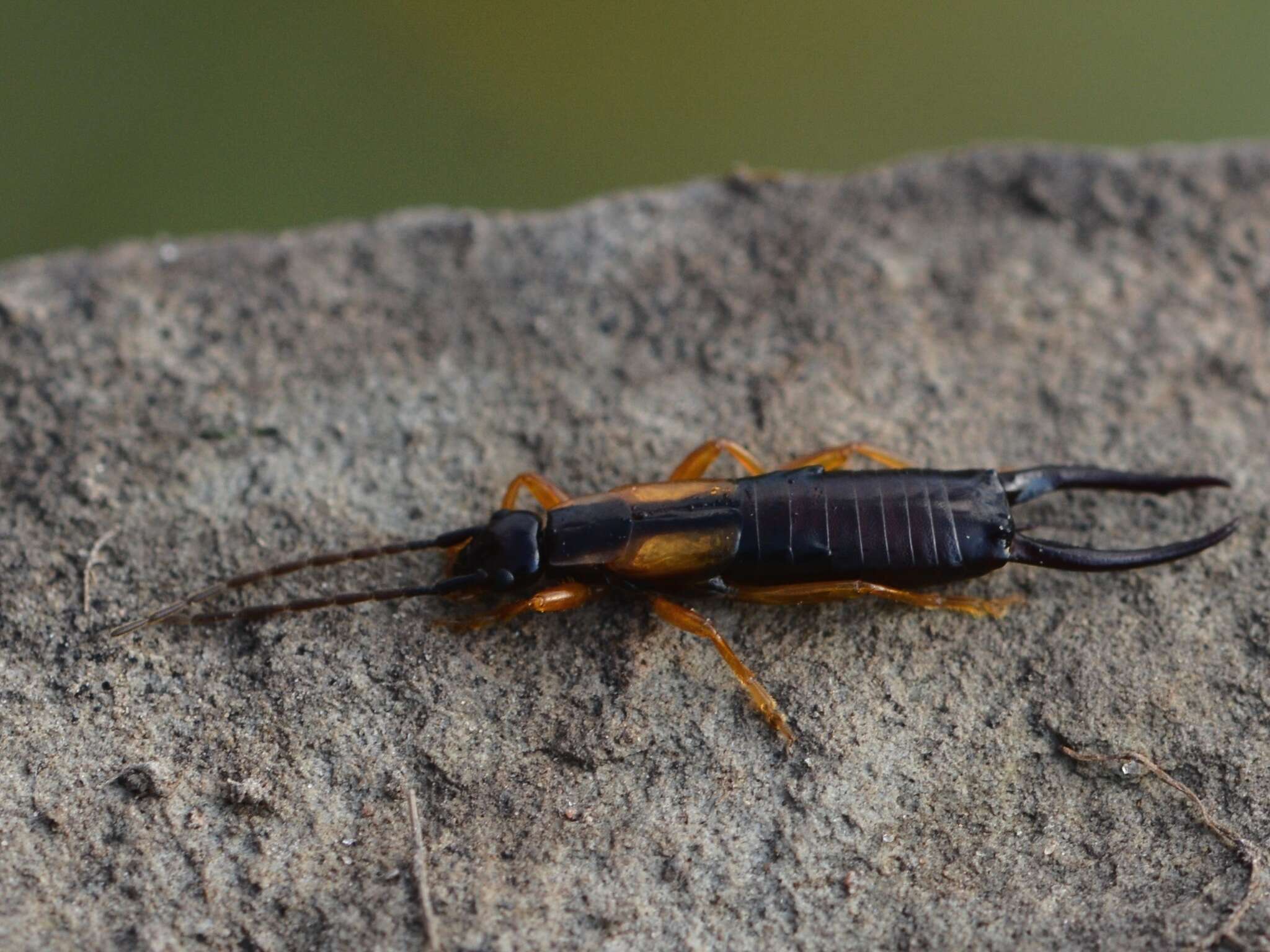 Image of Doru aculeatum (Scudder 1876)