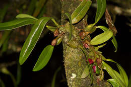 Image of Bulbophyllum griffithii (Lindl.) Rchb. fil.