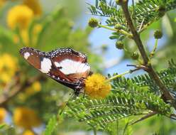 Sivun Vachellia kosiensis (P. P. Sw. ex Coates Palgr.) Kyal. & Boatwr. kuva