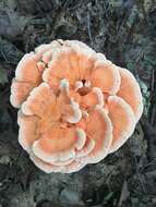 Image of Bracket Fungus