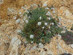 Image of Armeria soleirolii (Duby) Godron