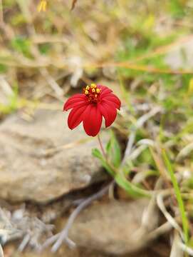 Image of Wedelia purpurea (Greenm.) B. L. Turner