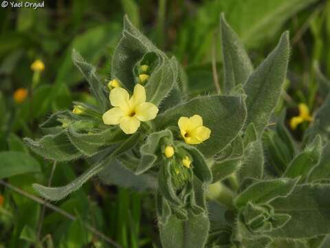 Image of Alkanna galilaea Boiss.