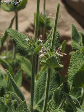 Image of Stachys ehrenbergii Boiss.