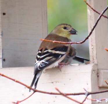 Image of American Goldfinch