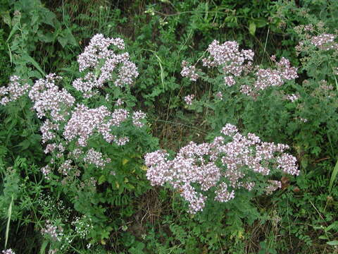 Image of Origanum vulgare subsp. vulgare