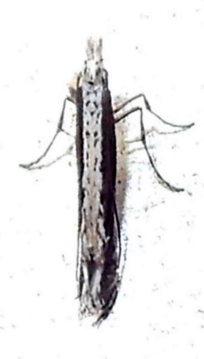 Image of Acrocercops quinquistrigella (Chambers 1875)