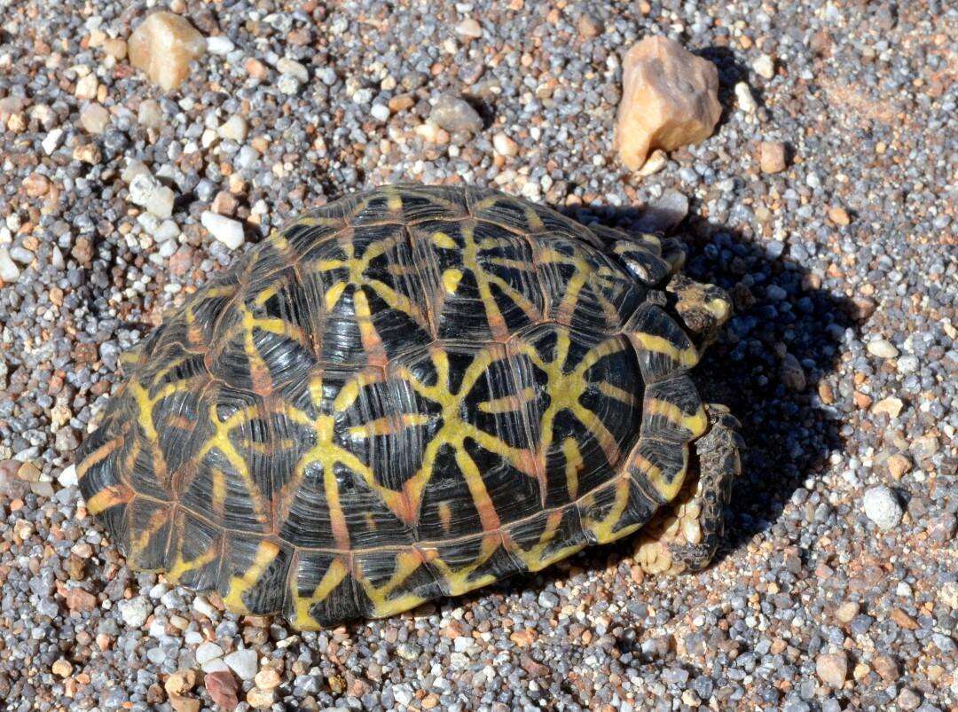 Image of Western Tent Tortoise